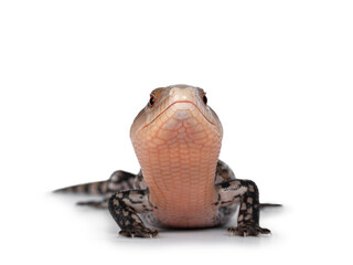 Detailed shot of an Indonesian blue-tongued skink aka Tiliqua gigas, standing facing front. Head up showing both eyes. Isolated on white background.