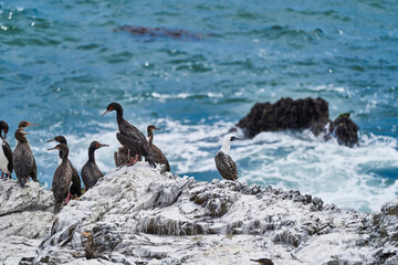 Bird colony in Paracas national park at the Pacific Ocean coast line of Peru. Guanay cormorant or Guanay shag, Leucocarbo bougainvillii, on guano covered rocks at peruvian coast
