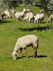 Fototapeta premium Flock of sheep on a meadow in Extremadura - Spain 