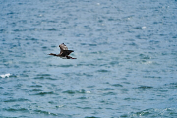 guano cormorant in flight at Paracas national park at the Pacific Ocean coast line of Peru. Guanay cormorant or Guanay shag, Leucocarbo bougainvillii, soaring over pacific ocean