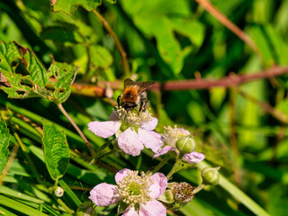 Biene sammelt Nektar von Büte