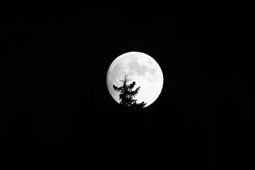 full moon in the night