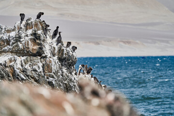 Fototapeta na wymiar Bird colony of guano cormorant in Paracas national park at the Pacific Ocean coast line of Peru. Guanay cormorant or Guanay shag, Leucocarbo bougainvillii, on guano covered rocks