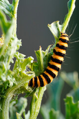 caterpillar on a leaf