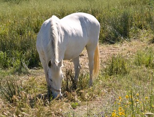 Naklejka na ściany i meble White horse on a green meadow