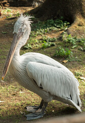 Pink pelican (Pelecanus onocrotalus)