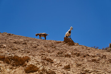 funny domestic goat, Capra aegagrus hircus, standing high on a hill in the mountains of the atacama desert in Chile, South America