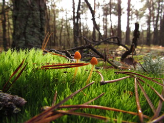 mushrooms in the forest