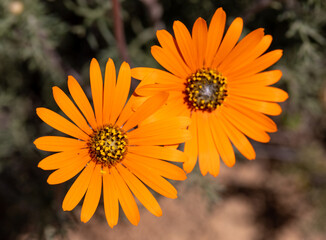 Obraz premium namaqualand daisy