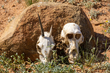 skull in the park