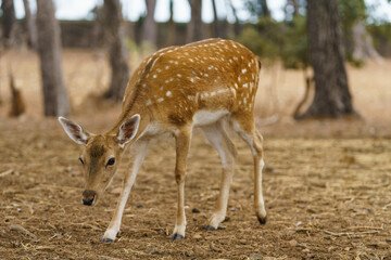 Obraz premium Fallow Deer (Dama Dama) standing on the meadow with forest in the background