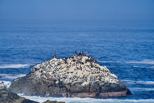 Bird colony in Paracas national park at the Pacific Ocean coast line of Peru. Peruvian pelican, Pelecanus thagus and Guanay cormorant or Guanay shag, Leucocarbo bougainvillii, on guano covered rocks