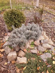 autumn, plants in the flowerbed