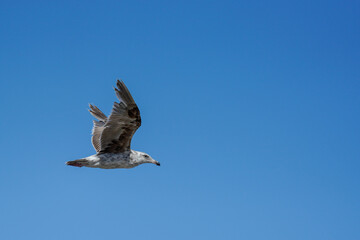 seagull in flight
