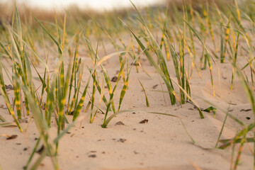 Obraz premium Half-dry grass growing on the sand