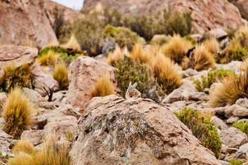 southern viscacha, Lagidium , looks like a crossing of hare and Chinchilla and lives in the higher altitudes of the Andes, alti plano in Chile, Argentina and Bolivia
