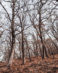 Fototapeta premium Beautiful forest with big trees and time for recreation and a walk in nature