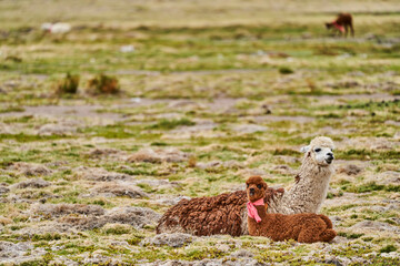 Herd of Alpaca lying in the gras of the highlands in andes in Chile, South America