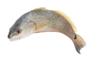 Red drum fish or redfish isolated on white background, Sciaenops ocellatus