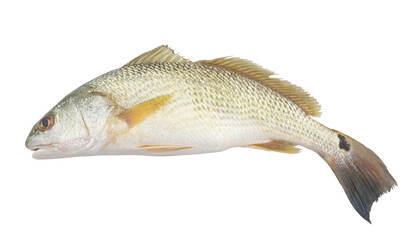 Red drum fish or redfish isolated on white background, Sciaenops ocellatus