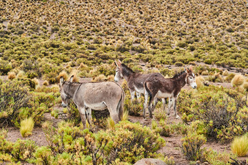Naklejka na ściany i meble A donkey family standing between bushes and shrubs in the highlands of the Andes in Chile, South America