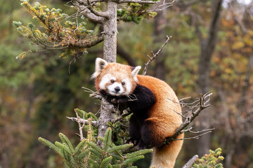 木の上のレッサーパンダ