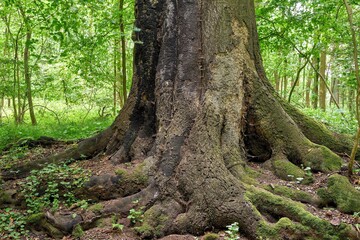 A big old beech tree in a nature reserve. She is sick and was struck by lightning.
