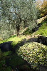 olive tree with olive fruits