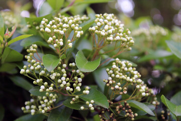 Siepe di boccioli bianchi