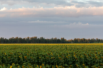Fototapeta na wymiar Sunflowers at the field in summer.