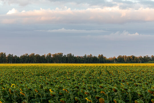 Sunflowers at the field in summer.