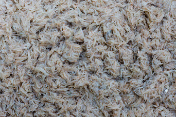 Fresh Shrimp or Krill (or scientific name is Euphausiacea) to Make the Shrimp Paste for Thai Food Ingredient.