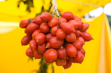 Piennolo tomatoes from the vesuvius volcano area in Campania Italy in a yellow background
