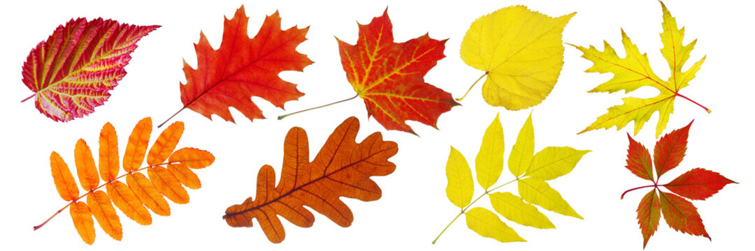Set of autumn leaves isolated on white background. Elm, oak, red oak, linden, rowan, ash, ivy.