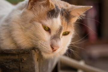 Cozy Relaxing sunbathing Cat on a sunny winter day