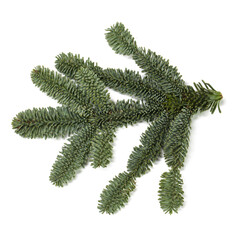 Fir tree branch on white