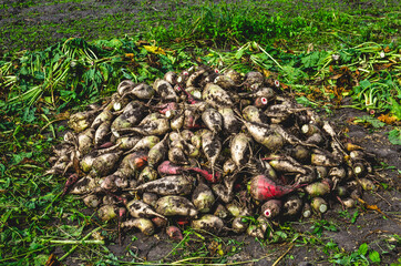 Harvesting fodder beets for animal feeding. Fodder beet crop. Crop of fodder beet collected by people in a pile