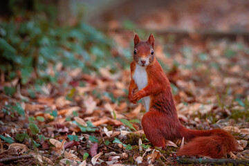 ...Eichhörnchen im Park....