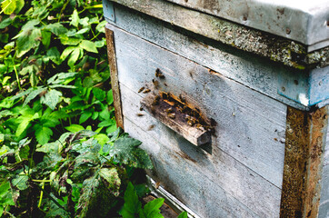 The bee house is in poor condition. The beekeeper does not monitor the bee apiary.