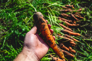 Farmer pulled a long carrot from the ground, organic vegetable garden, autumn harvest