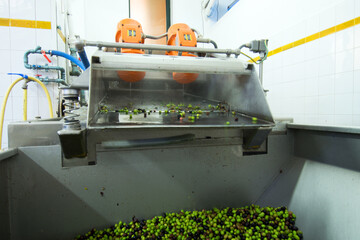 olive production 