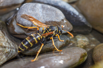 Haus-Feldwespe (Polistes dominula), Gallische Feldwespe