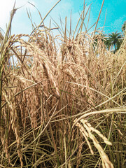 Farmer's paddy field scene,