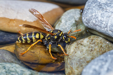 Haus-Feldwespe (Polistes dominula), Gallische Feldwespe