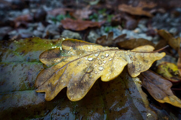 A yellow autumnal leaf with sunlit dew drops lies amongst other leaves on a woodland floor.