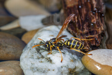 Haus-Feldwespe (Polistes dominula), Gallische Feldwespe