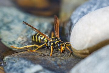 Haus-Feldwespe (Polistes dominula), Gallische Feldwespe