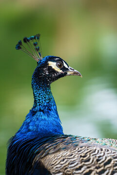 Close up of Blue Peacok head (Pavo cristatus)