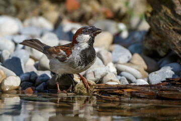 Haussperling (Passer domesticus) Männchen