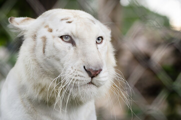 white tiger